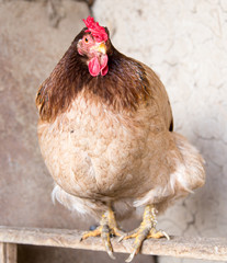 portrait of a chicken farm