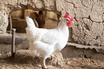 Porträt der weißen Hühnerfarm