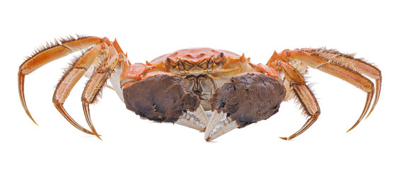 Hairy crabs  isolated on white background.