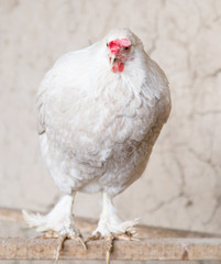 portrait of white chicken farm