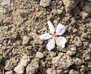 flower fell from a tree on the ground