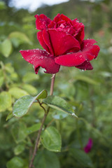 Obraz premium Vivid red rose with drops of dew on the petals