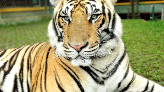 Face view of Asian Tiger, Southeast Asia