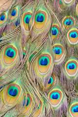 Beautiful peacock plumage pattern