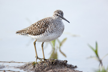 Wood Sandpiper (Tringa glareola)