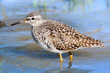 Wood Sandpiper (Tringa glareola)