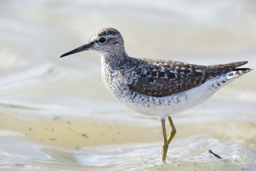  Wood Sandpiper (Tringa glareola)