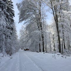 Winter im Wald