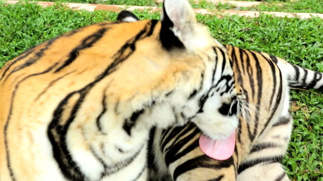 Majestic Tiger, Southeast Asia