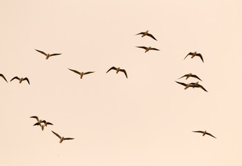 a flock of birds at sunset