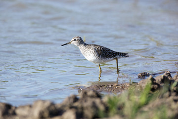 Obraz premium Wood Sandpiper (Tringa glareola)