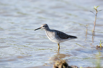  Wood Sandpiper (Tringa glareola)