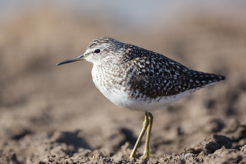  Wood Sandpiper (Tringa glareola)