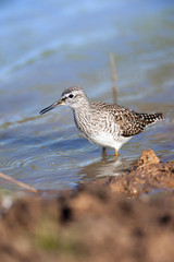  Wood Sandpiper (Tringa glareola)