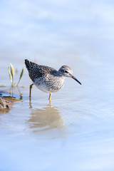  Wood Sandpiper (Tringa glareola)