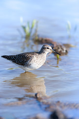  Wood Sandpiper (Tringa glareola)