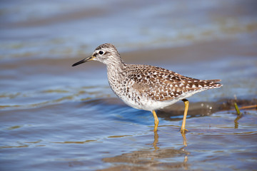  Wood Sandpiper (Tringa glareola)