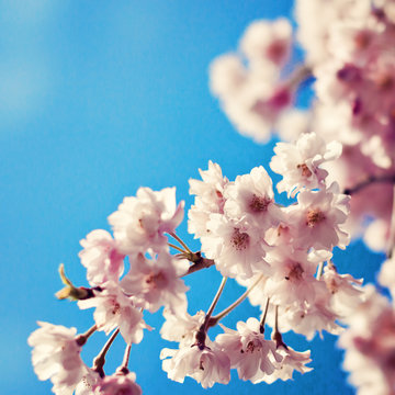 Vintage Cherry Blossoms in Spring