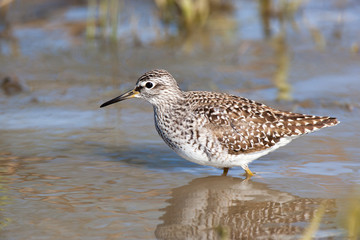  Wood Sandpiper (Tringa glareola)