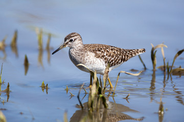  Wood Sandpiper (Tringa glareola)