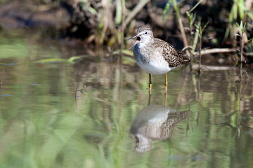  Wood Sandpiper (Tringa glareola)