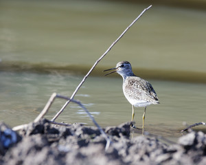  Wood Sandpiper (Tringa glareola)