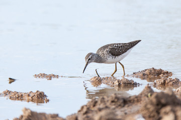  Wood Sandpiper (Tringa glareola)