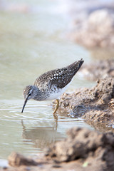 Wood Sandpiper (Tringa glareola)