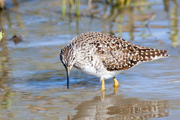 Wood Sandpiper (Tringa glareola)