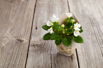 white Saintpaulias flowers in paper packaging, on wooden backgro