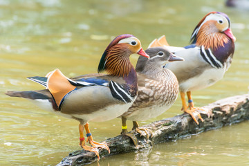 Male and female Mandarin duck (Aix galericulata)