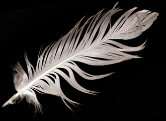 Obraz premium feather on a black background