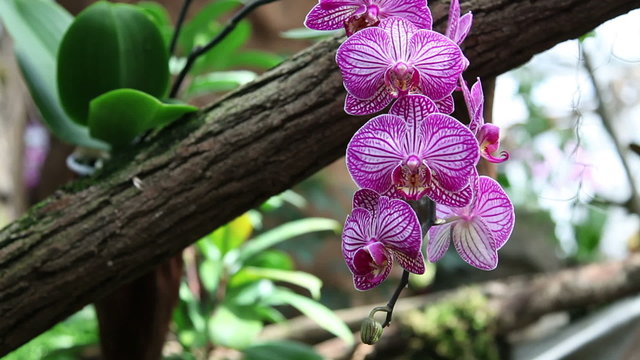 Pan shot of a beautiful pink orchid
