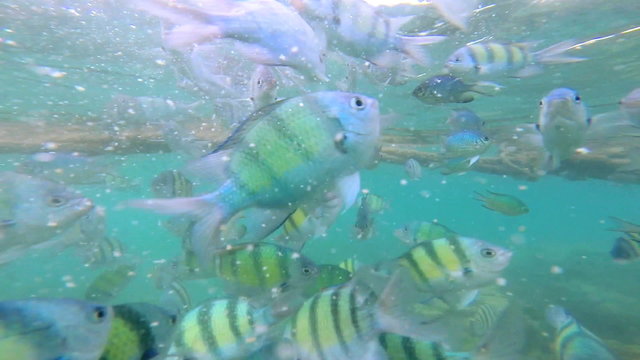 Tropical fish found in warm water environments, Thailand