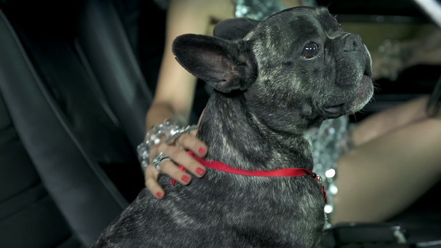 Female driver fondles french bulldog on the passenger seat