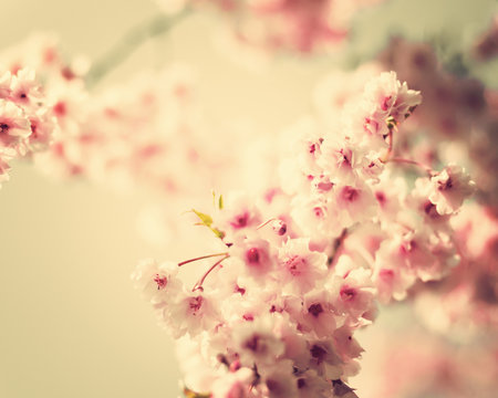 Vintage cherry blossoms in spring