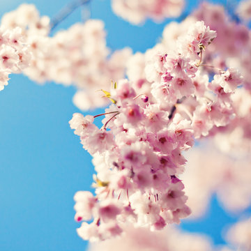 Vintage cherry blossoms in spring