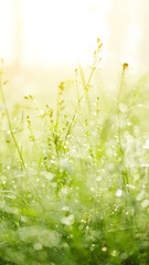 Naklejka premium Fresh green grass with dew.