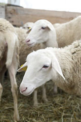 Sheep close up