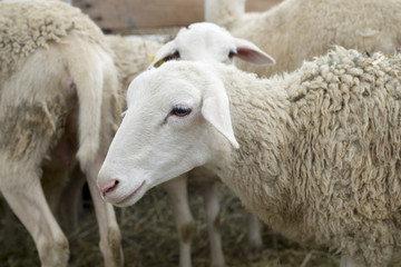 Sheep close up