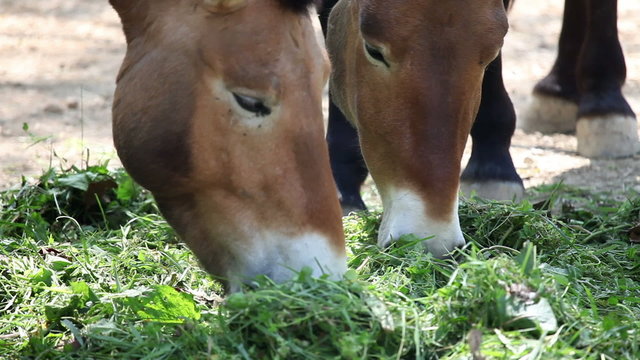 Close up of two horses eating grass