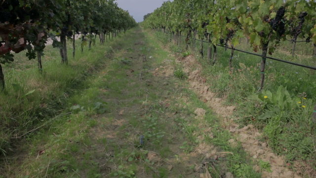 Tilt shot of long vineyard's path