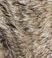 background of fur animal
