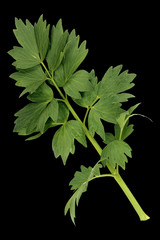 Liebstoeckel; Levisticum officinale; Maggikraut;