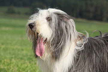 Portrait of beautiful bearded collie
