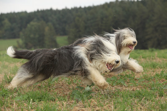 Two amazing bearded collies running together