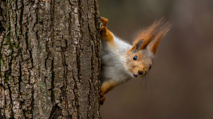 Surprised  squirrel, peeking from behind a tree - obrazy, fototapety, plakaty