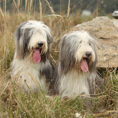 Two amazing bearded collies lying in the grass