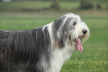 Portrait of beautiful bearded collie