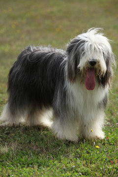 Beautiful bearded collie looking at you